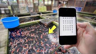 VISITING Koi Breeders In Japan with SECRET List!