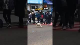 This dog is more than just a stray dog ️ #shorts