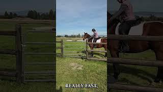 Horse through Gate #horse #horselover