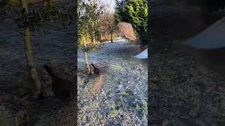 Feeding our wild pheasants in the British countryside during an Arctic blast