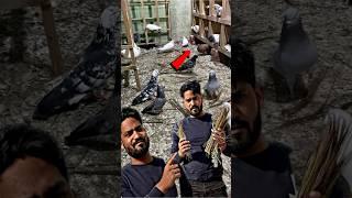 amazing birds tips  | #pigeon #kabootar #kabootarbazi #shortsfeed #shorts