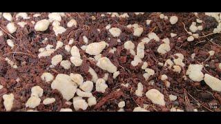 HOW TO GROW CANNABIS: SUBSTRATE - MIXING COCO AND PERLITE. INDOOR GROW SERIES 2025