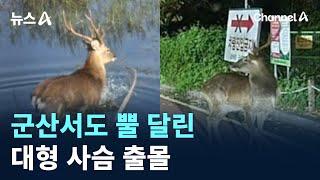 군산서도 뿔 달린 대형 사슴 출몰…주민 ‘화들짝’ / 채널A / 뉴스A