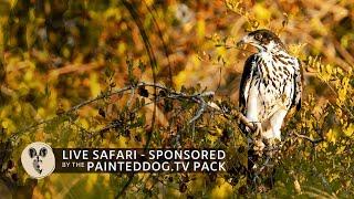 LIVE Safari Sponsored by the Painteddog.tv Pack | 10 November 2024