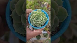 Growing succulent from succulent leaf  ️ #succulentcare #succulentlife #succulents #plants