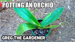 HOW TO POT AN ORCHID - Greg The Gardener