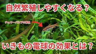 【結果が出たよ】いきもの電球を使うと自然繁殖した稚魚の生存率が上がります！