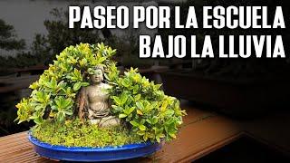 Paseo bajo la lluvia por Escuela de Bonsai Online