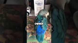 Smart birdie. #animals #pet #warm #healing #love #cute #save #shorts #birds #shortvideo