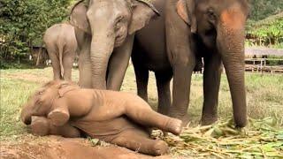 Lazy Day! Watch this adorable baby elephant rolling around