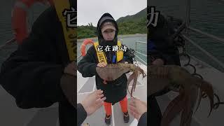 海釣又大又甜活魷魚Sea fishing for giant squid#海釣#shorts#大豪夫婦