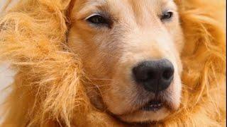 Golden Retriever Luhu：No more spoofing me, Dad.#dog #puppy #pet #cutedog