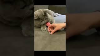 Cute Cat Has Done it Like A Boss !!  | Awwsocute #shortsvideo #cuteanimalvideos #smartcat