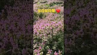 #꽃이바람에게전하는말_예민 #꽃밭에서 #힐링 #광대나물꽃 #꽃말은 그리운 봄. 봄맞이 #자연