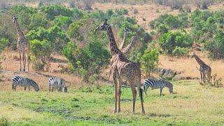 Action-Packed Safari in Maasai Mara: Cheetah, Crocodile, and Secretary Bird Hunting