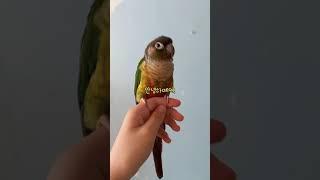 안녕하세요 라고 말하는 앵무새 #parrot #말하는코뉴어