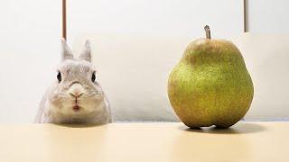 ラ・フランスみたいな顔のうさぎさんが初めてラ・フランスを食べた結果、お口の動きが凄いことになるｗｗｗ