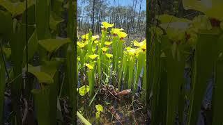 Flava var. rugelii. In situ