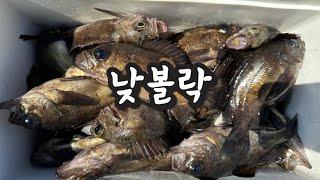 낮에 이렇게 많이 나온다고? 마릿수의 볼락을 잡을 수 있는 곳! 패턴과 팁 공유합니다.!