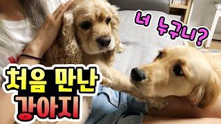 집에 새로운 강아지가?! 무슨 사연이 있는 걸까요? 강아지 VLOG  (가족일상브이로그) │헬로음이유니