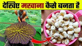 देखिए मखाना कैसे बनता है | Makhana Kaise Banta hai | Makhana Making Process | Makhana ki Kheti