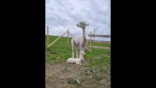 The birth of an alpaca