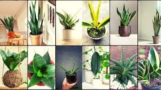 SNAKE PLANT VARIETIES - Plants Weekly