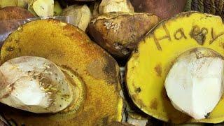 Mushroom Foraging: Cleaning & Processing Butter Boletes