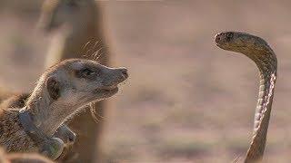 Meerkat Family Surrounds Cobra. What Happens Next? | BBC Earth