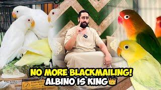 No More Blackmailing! Albino Is King