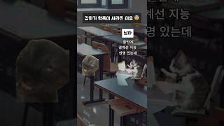 선생님이 갑자기 급발진 한 이유 #고양이밈