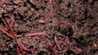 What Are Worm Castings and How can they Improve your Garden