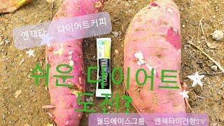 【다이어트거피 】 텃밭고구마캐기【  가장쉬운다이어트 】엔젝타이건형TV