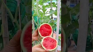 How to grow watermelon from seed to harvest  #watermelon #gardening #v87garden