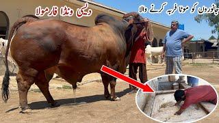 Desi Fattening Wanda Formula for Qurbani Animals ll Gulf #cattle Farm Feeding Plan #cow #mandi #bull