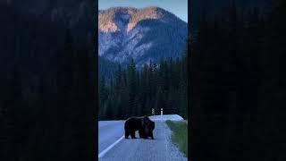 Animal Kingdom  #usa #turkey #africa  #zoo #europe #canada #world  #shorts  #asia  #kingdom #bear