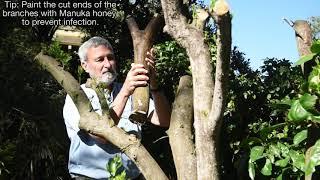 Pruning Citrus. Burke's Backyard How To