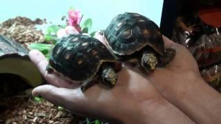 Buy High Quality RedFoot Tortoises - For Sale with Same Day Shipping