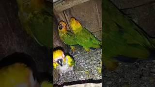 Sun Conure Parrot chicks #sunconure #parrot #chicks #viral #sarfaraztaimoor