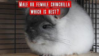 Which makes the best pet male or female chinchilla?