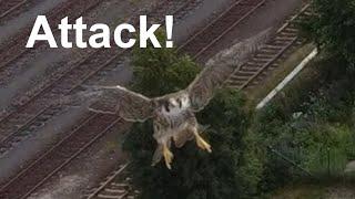 Falcon attacks drone
