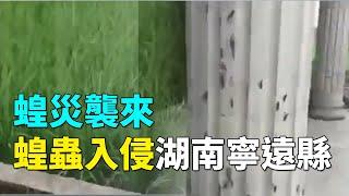 【天現異象】蝗災襲來，蝗蟲入侵湖南永州市寧遠縣。網友：天災不斷，2020年真是可怕的一年！| #大紀元新聞網