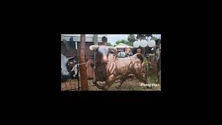 Bull, Giraffe, Statues at Barberville Yard Art Emporium #reels #shorts #arts #roadsideattraction