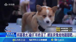 中國唯一柯基警犬太調皮! "年終取消"網抱屈 柯基警犬"福仔"年終沒了 網友求情:給牠雞腿吧 短腿柯基.靈活鑽車底 反成搜查優勢│記者 簡雪惠│國際焦點20250122│三立新聞台