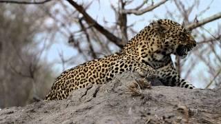 A Leopard named "Shadow"