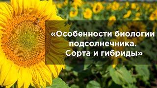 Особенности биологии подсолнечника  Сорта и гибриды