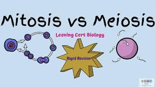 Mitosis vs Meiosis-Comparison-Biology Bugbears-Leaving Cert 2024