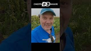 ВЕСЕЛЫЕ СБОРЩИКИ ТАБАКА В СЕРБИИ!!! #shorts