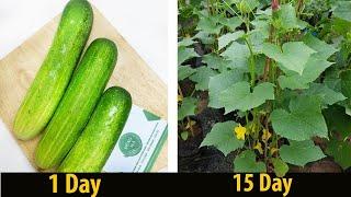 How to grow cucumbers from store-bought cucumbers.