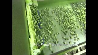 OctoFrost Frozen - IQF Vegetables: Broccoli